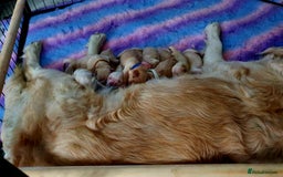 Golden Retriever dogs for sale: 🐕‍🦺Beautiful Pedigree Golden Retriever Puppies🦮 - Image 38