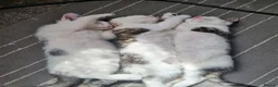 Mixed Breed cats for sale: 3 Kittens Ready to leave in Smethwick - Advert 11