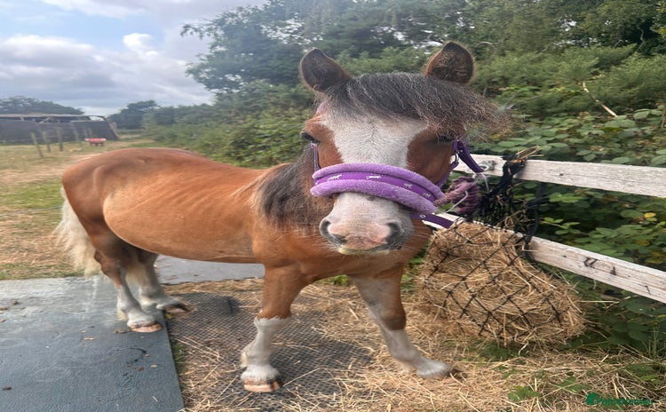 Irish Cob horses - Advert 1