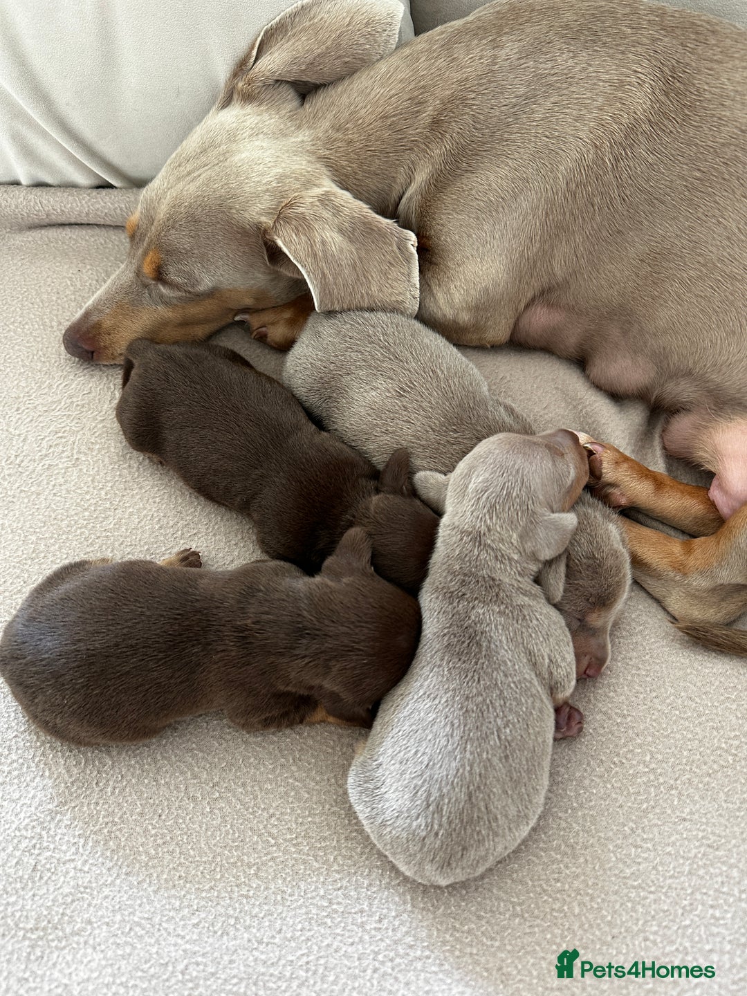 Miniature Dachshund dogs for sale: Chocolate & Tan Miniature Daschund Boy - Image 6