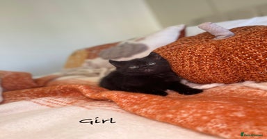 Mixed Breed cats - Advert 4