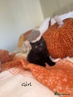 Mixed Breed cats - Advert 4