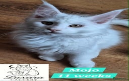 Maine Coon cats for sale: Adorable Purebred Maine Coon Kittens–GCCF/Pedigree - Image 12