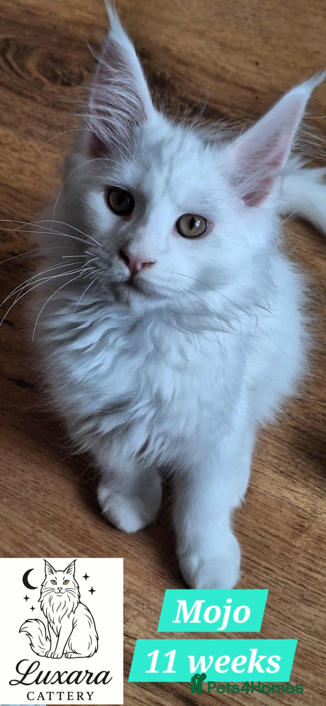 Maine Coon cats for sale: Adorable Purebred Maine Coon Kittens–GCCF/Pedigree - Image 12