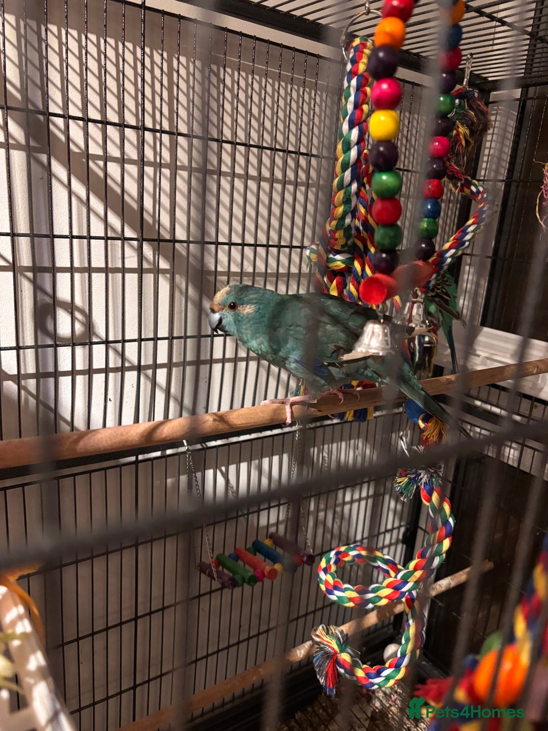 Mixed Breed birds for sale: Kakariki under 1 and budgie FOR SALE - Advert 2