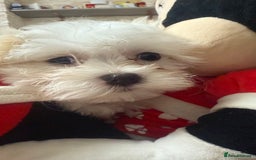 Maltese dogs for sale: Maltese puppy’s  - Image 7