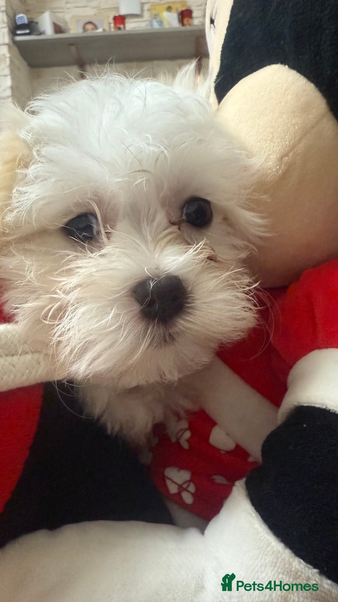 Maltese dogs for sale: Maltese puppy’s  - Image 7