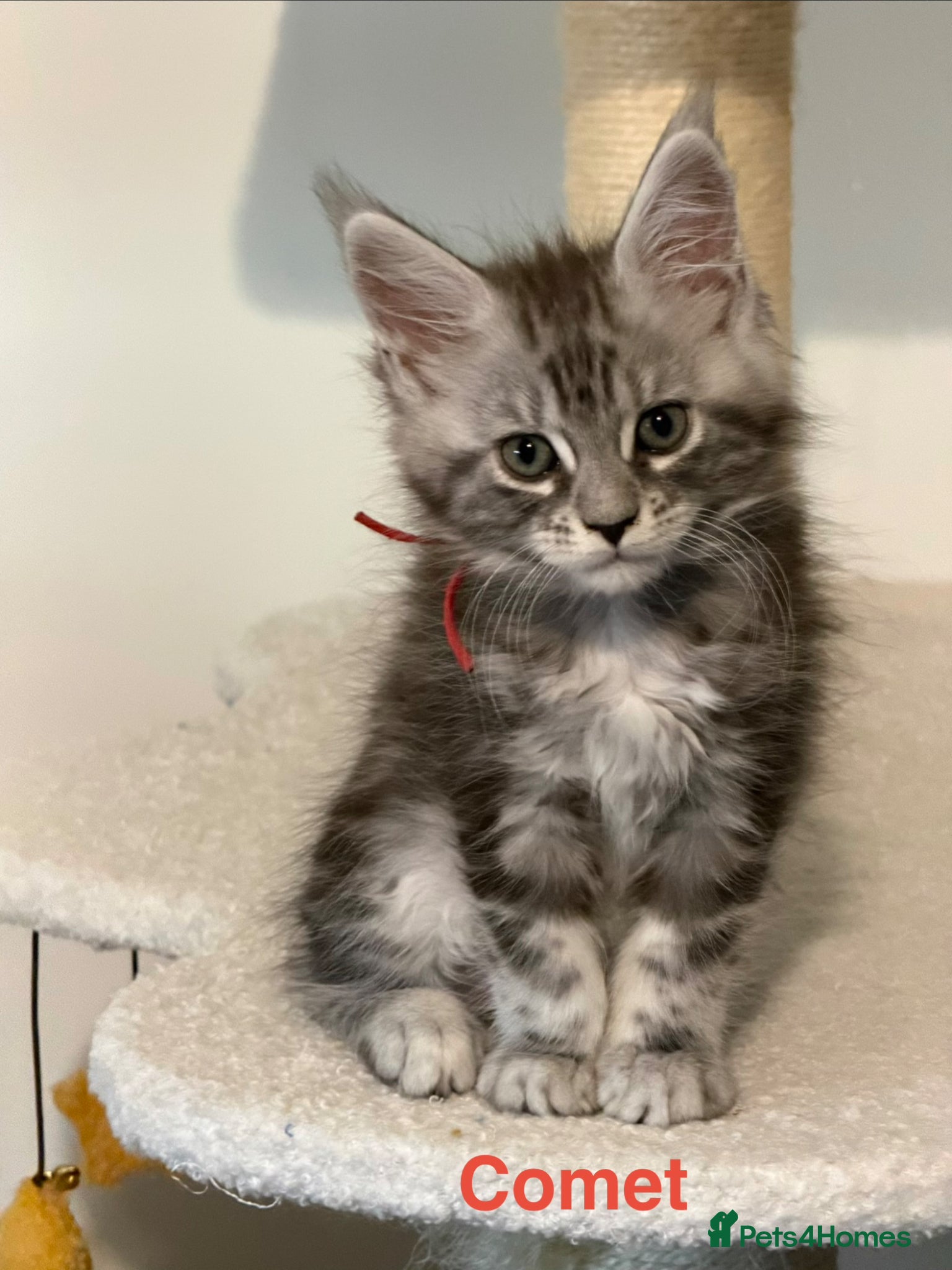 Maine Coon cats Pedigree Maine Coon Kittens LAST 3 GIRLS - Advert 5