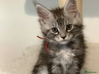 Maine Coon cats Pedigree Maine Coon Kittens LAST 3 GIRLS - Advert 1