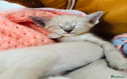 Ragdoll cats for sale: Ragdoll x Oriental kittens  - Image 15