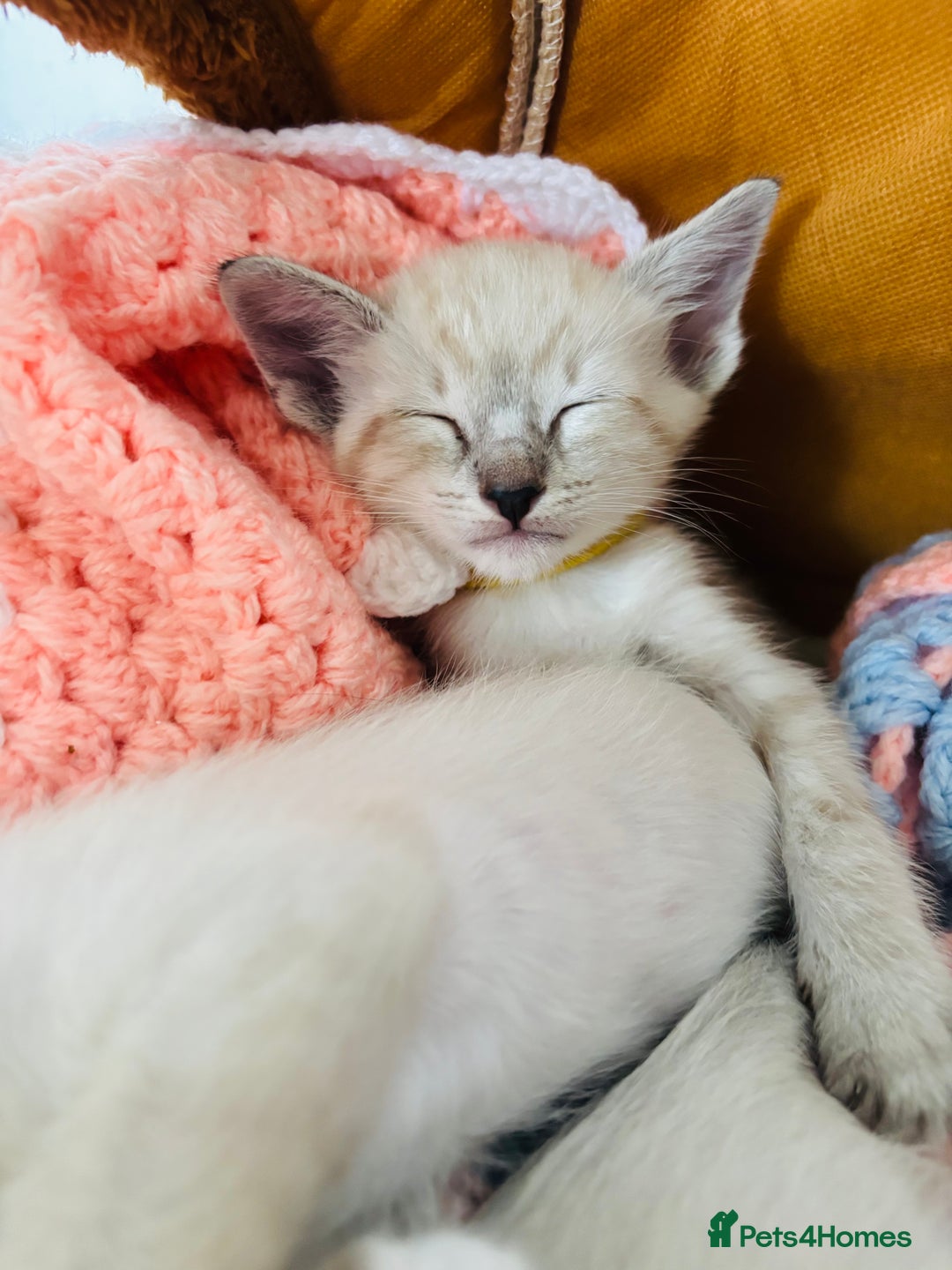 Ragdoll cats for sale: Ragdoll x Oriental kittens  - Image 15
