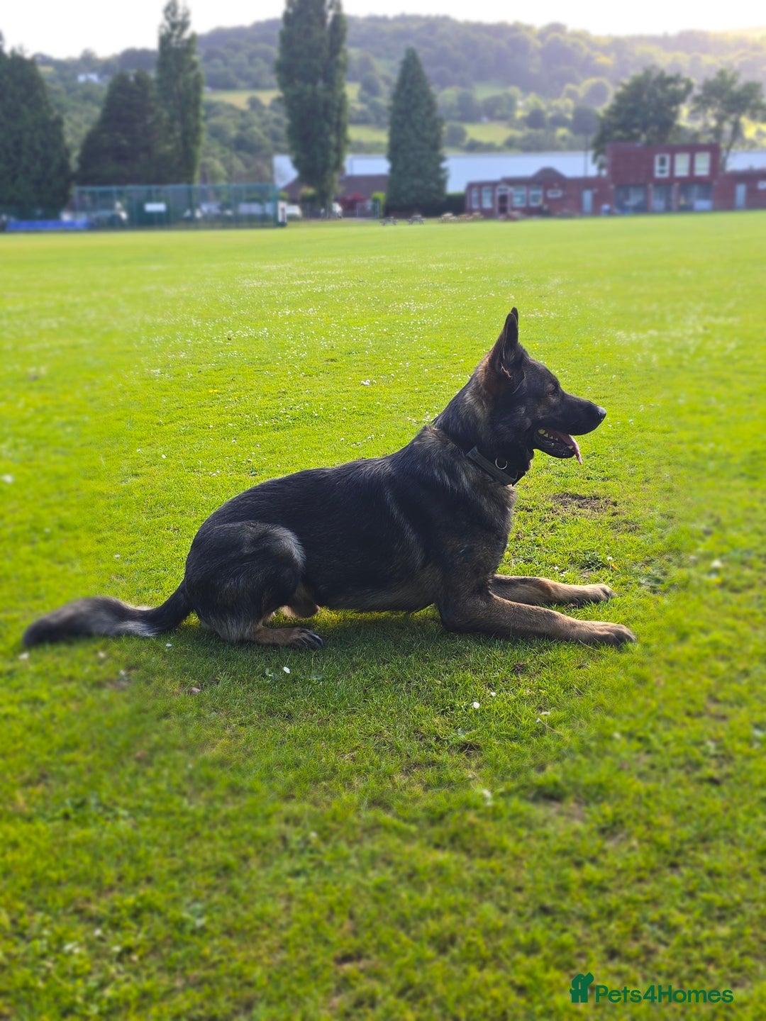 German Shepherd dogs for sale: Working line GSD pups  - Advert 6