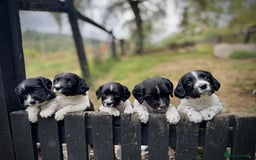 English Springer Spaniel dogs for sale: Springer Spaniel Puppies - Image 5