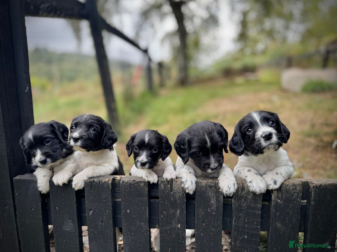 English Springer Spaniel dogs for sale: Springer Spaniel Puppies - Image 5