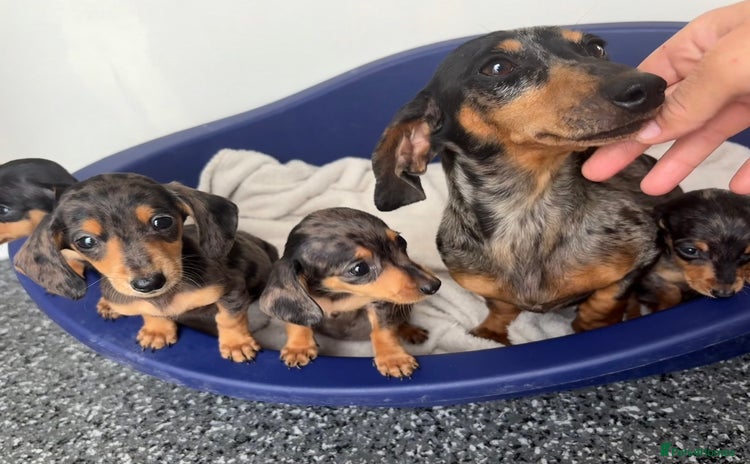 Miniature Dachshund dogs - Advert 5