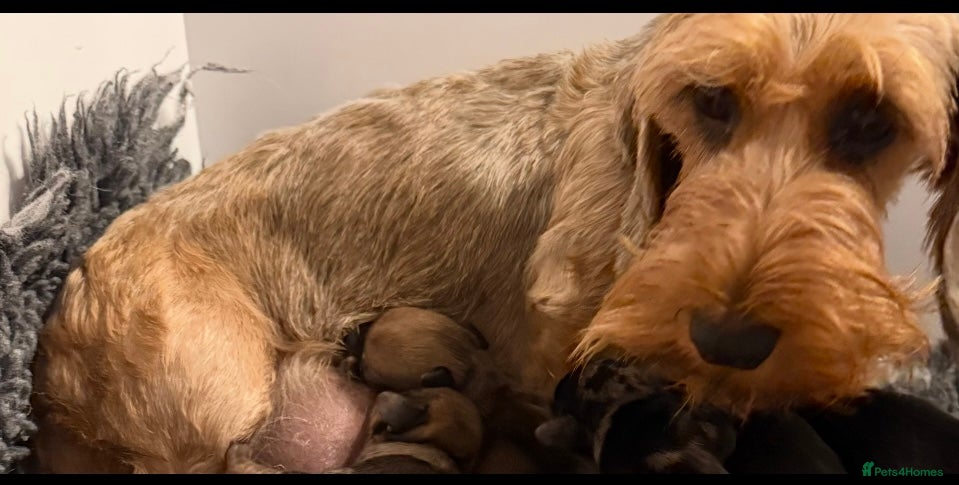 Dachshund dogs Kc registered miniature wire haired dachshunds  - Advert 3