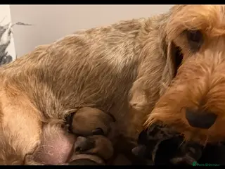 Dachshund dogs Kc registered miniature wire haired dachshunds - Advert 3