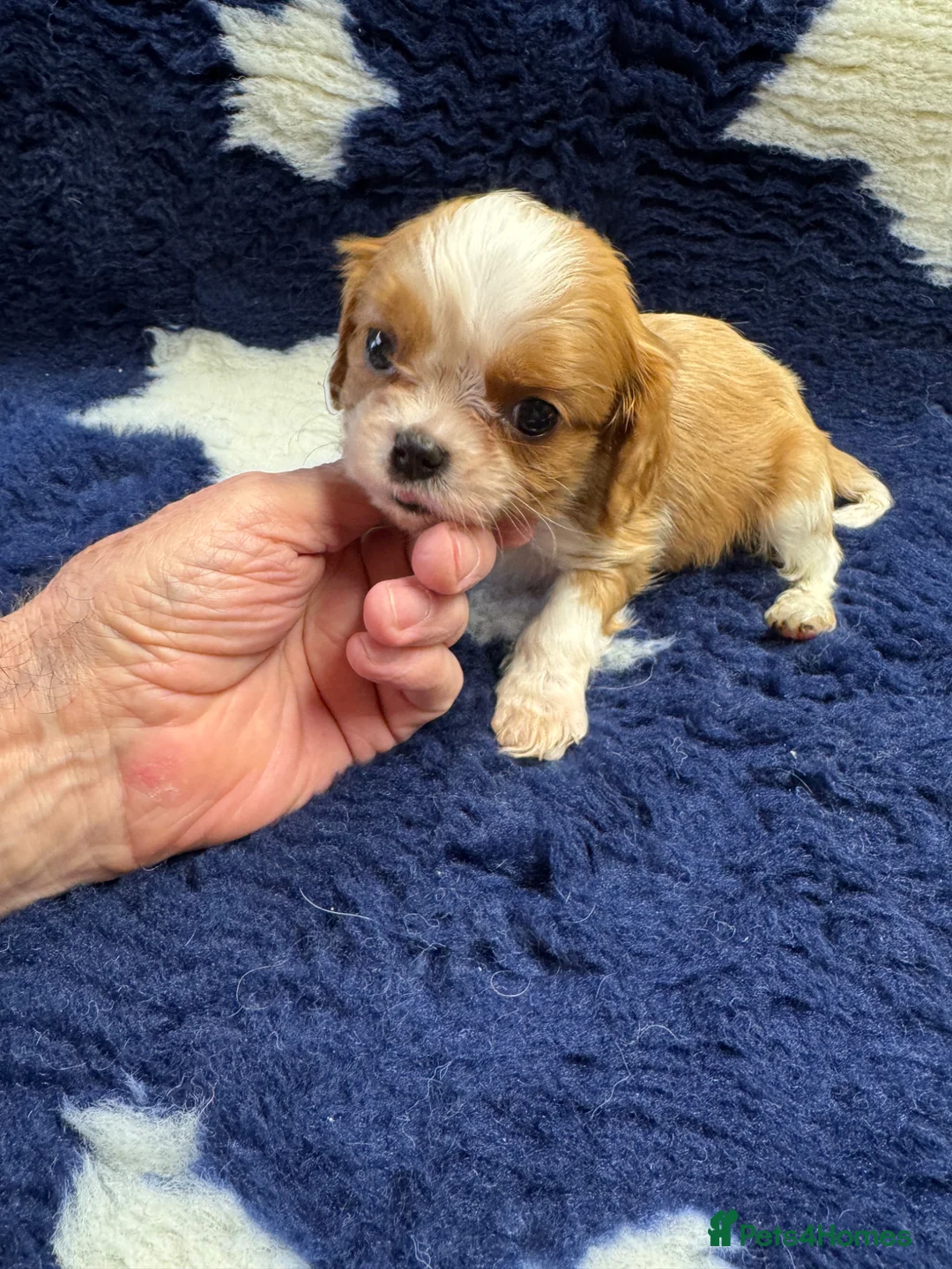 Cavalier King Charles Spaniel dogs for sale: Cavalier King Charles puppies  - Advert 17
