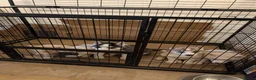 Siberian Husky dogs for sale: Beautifull Siberian Husky puppies - Advert 7