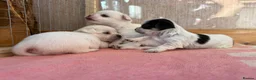 Chihuahua dogs for sale: Four gorgeous chihuahua puppies for sale  - Advert 2