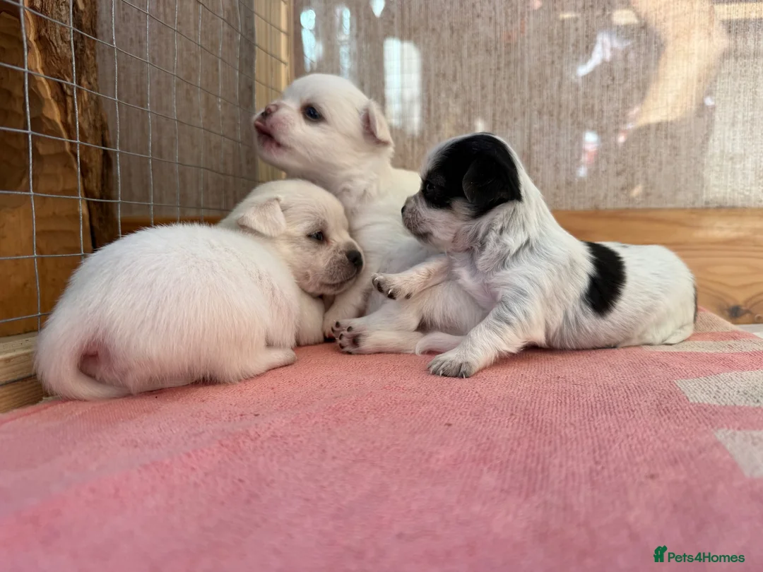 Chihuahua dogs for sale: Four gorgeous chihuahua puppies for sale  - Advert 2