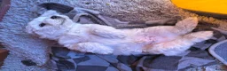 Bichon Frise dogs for sale: 5 bichons frise for sale - Advert 5