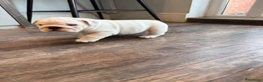 English Bulldog 3