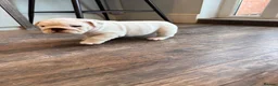 English Bulldog dogs for sale: KC Registered standard puppies - Advert 3