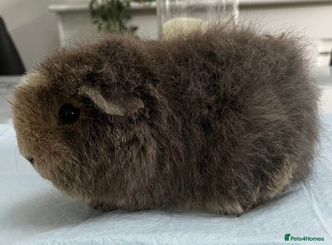 Guinea Pig rodents for sale: Female guinea pigs - Advert 9