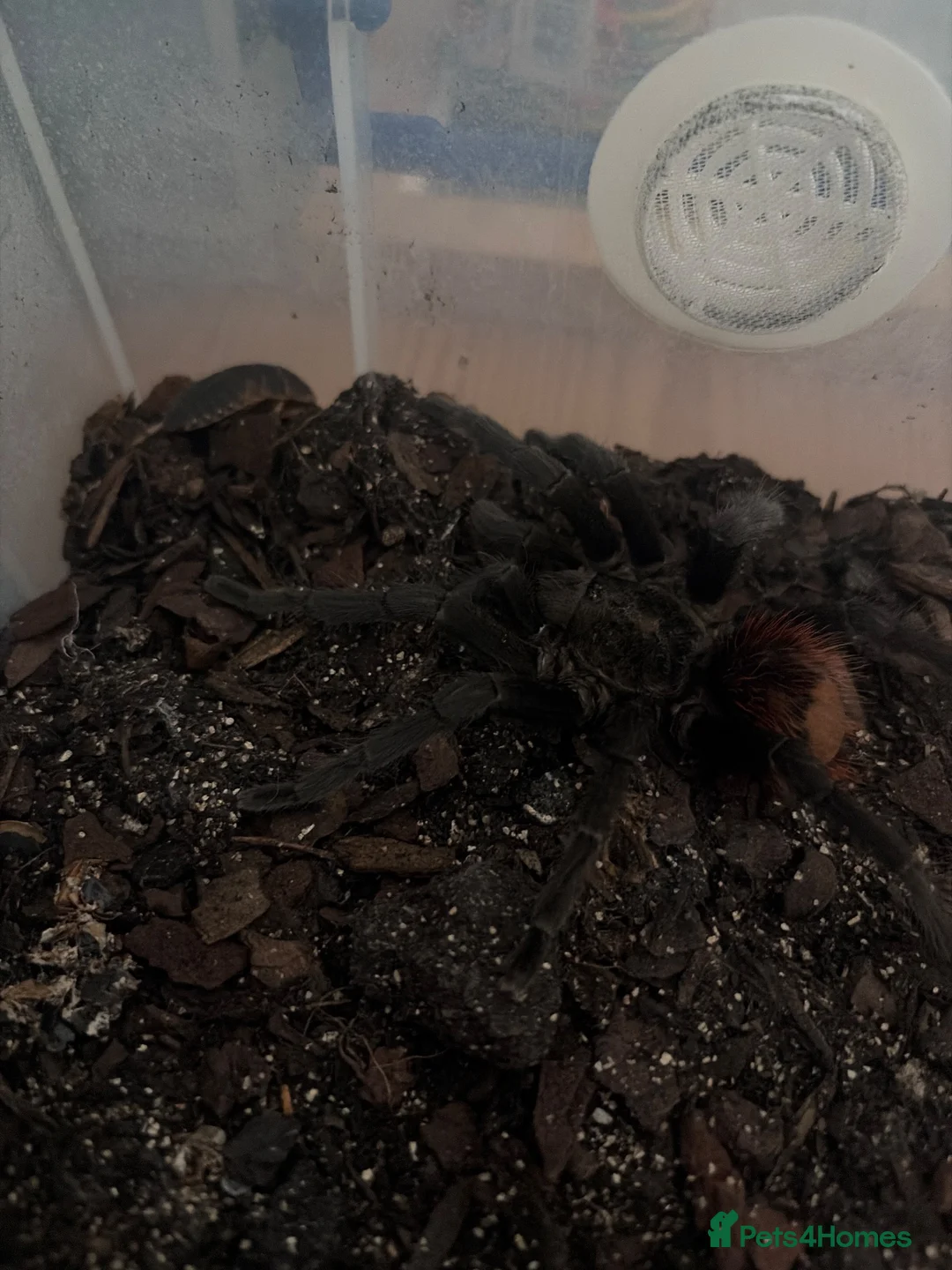 Tarantulas invertebrates for sale: Oklahoma Brown   - Advert 6