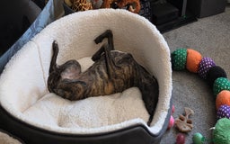 Mixed Breed dogs for sale: Whippet x lakeland terrier - Image 6