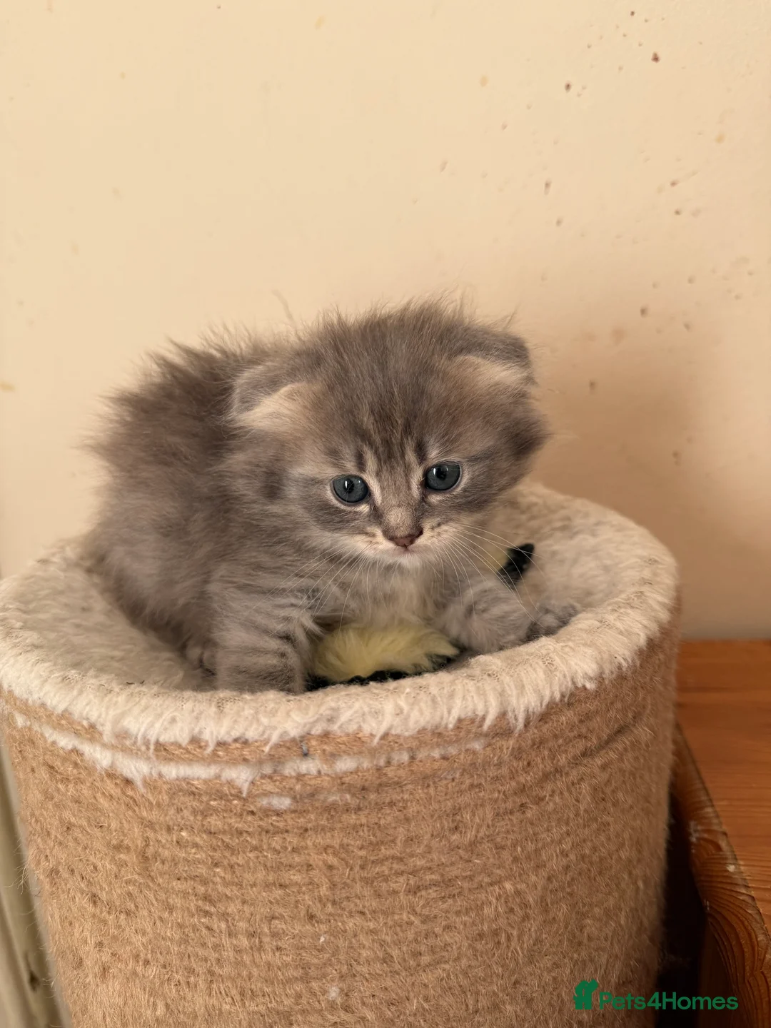 Scottish Fold cats for sale: Scottish fluffy kittens, ready for reservation  - Advert 31