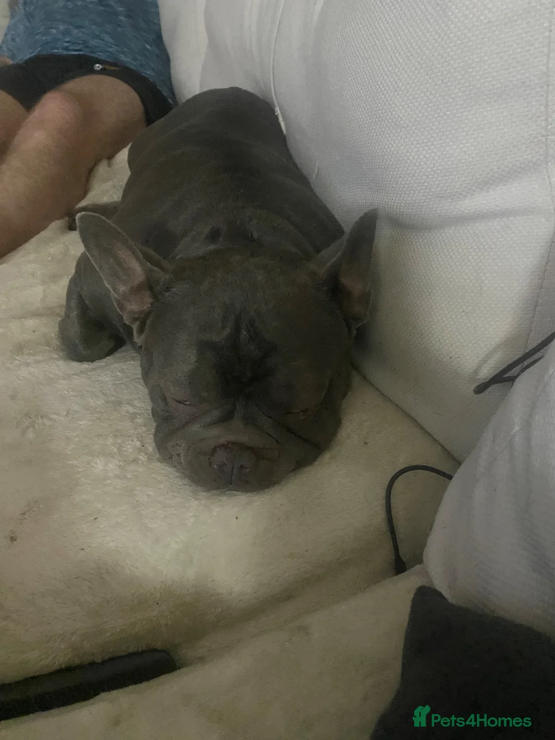 French Bulldog dogs for adoption: PERFECTLY BEHAVED SHY BOY NEEDS LOVE 💔 - Advert 9