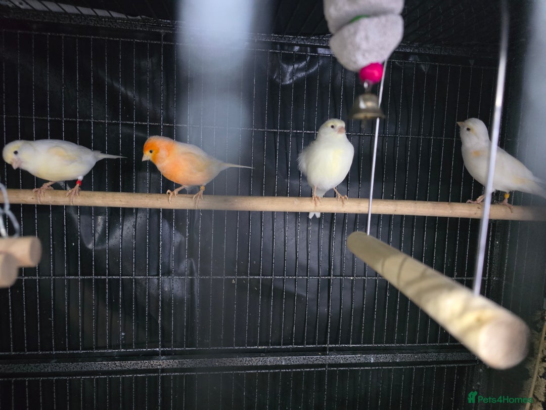 Canaries birds for sale: Canaries for rehoming  - Advert 4