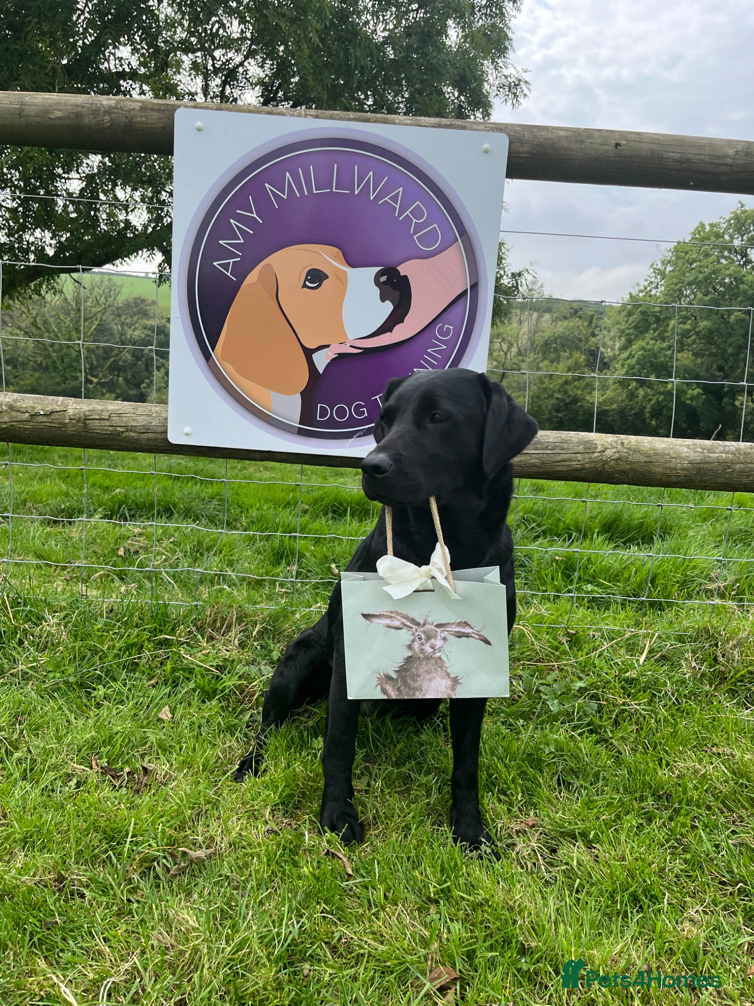 Labrador Retriever dogs Puppy Culture Raised 🐶 Health Tested - Advert 2