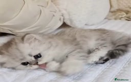 Persian cats for sale: Persian kittens  - Image 9