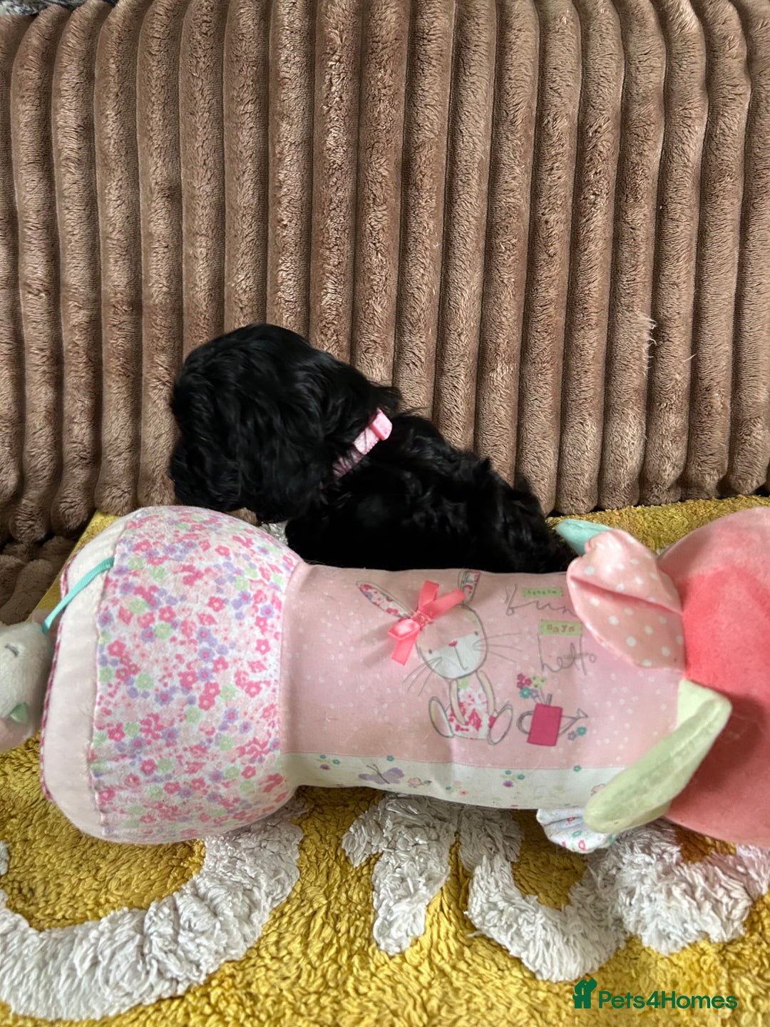 Cockapoo dogs for sale: Cockapoo f1  - Image 4