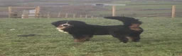 Bernese Mountain Dog dogs for sale: Stunning boys and girls - Advert 3