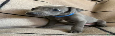 Whippet Puppy 1