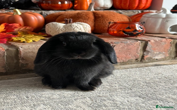 Mini Lop rabbits - Advert 12