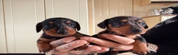 Dachshund dogs for sale: ⭐️LAST BOY AVAILABLE- Mini dachshunds pups⭐️ - Advert 12