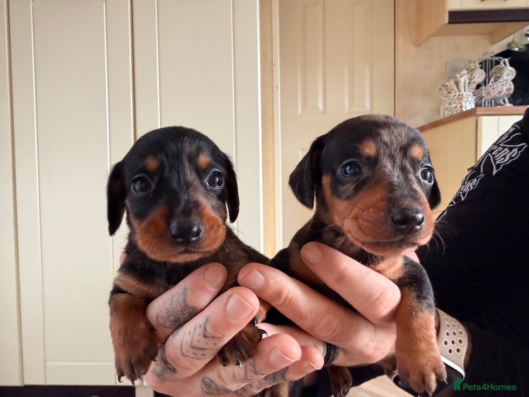 Dachshund dogs for sale: ⭐️LAST BOY AVAILABLE- Mini dachshunds pups⭐️ - Advert 12