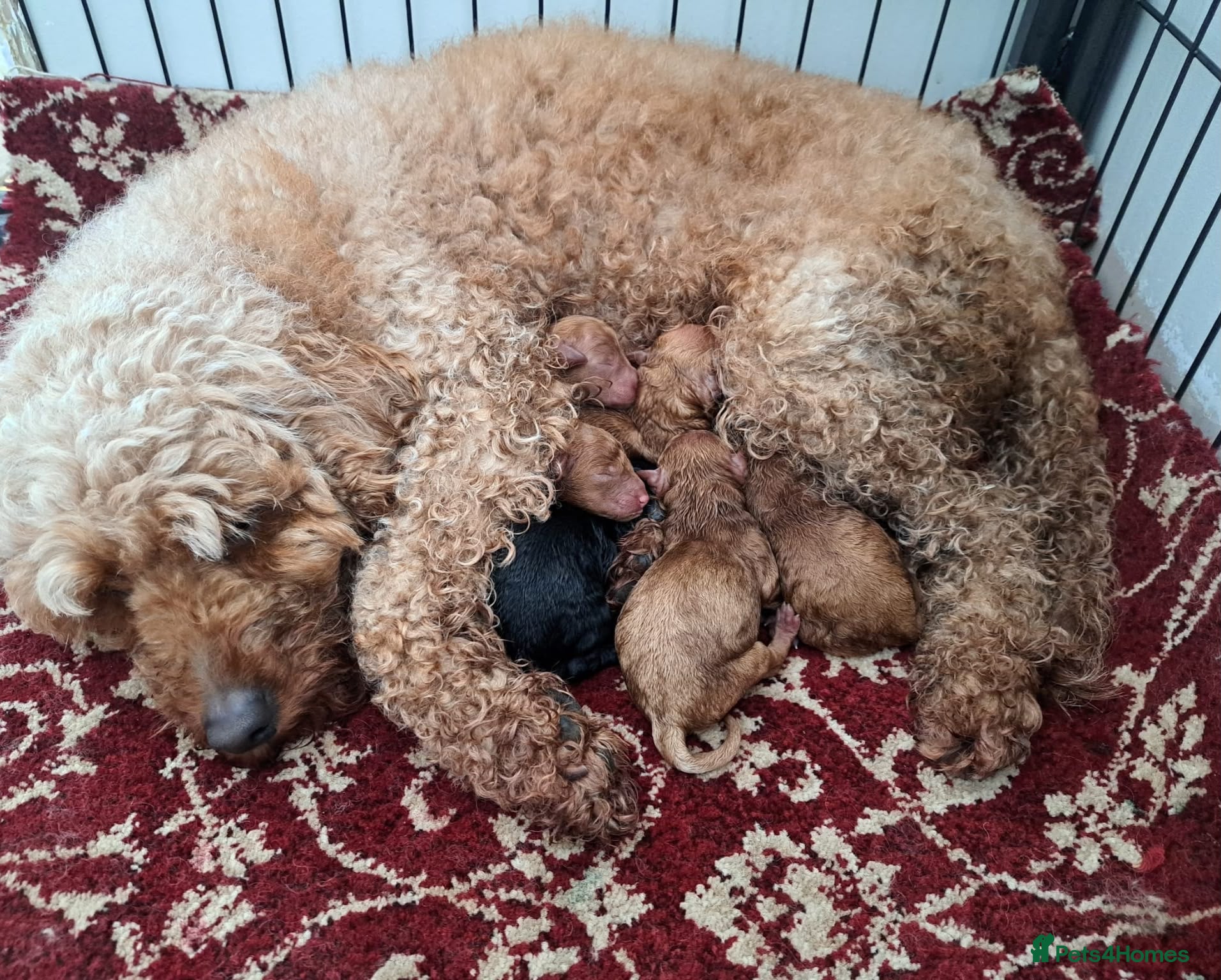 Miniature Poodle dogs Miniature Poodle Puppies - Advert 2