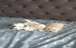 Bichon Frise dogs for sale: Bishon poppy's available  - Image 8