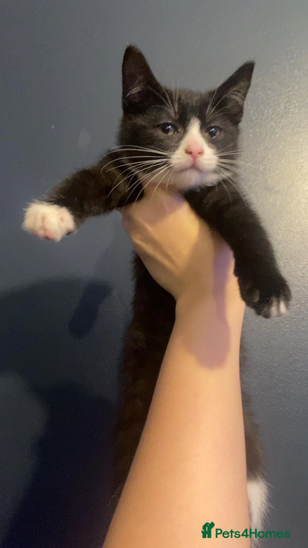 Mixed Breed cats for sale: Adorable 11 week old kittens ready for new homes - Advert 6