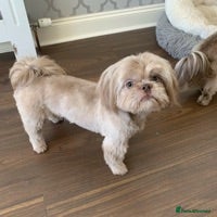 Shih Tzu dogs proven lavender imperial shih tzu for stud in Clydebank - Advert 10