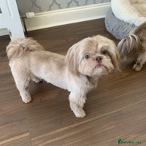 Shih Tzu dogs for stud in Clydebank - Advert 3