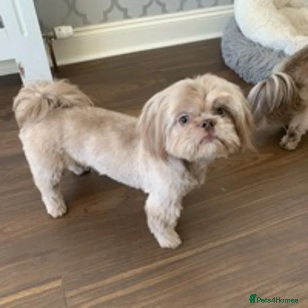 Shih Tzu dogs for stud: proven lavender imperial shih tzu for stud in Clydebank - Advert 1