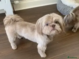 Shih Tzu dogs proven lavender imperial shih tzu for stud in Clydebank - Advert 6