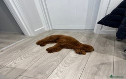 Miniature Poodle dogs for stud: Handsome Miniature Poodle Stud  - Image 8